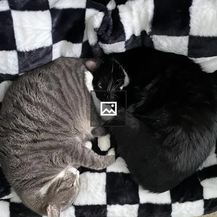 Two cats curled up on a bed