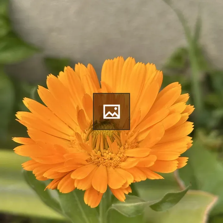 Bright orange flower with sunburst petals