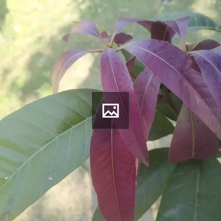 Mango Tree New Leaves