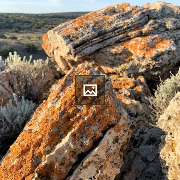 Rocks with orange fungi