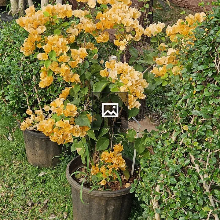 Bougainvillea in Black Pot