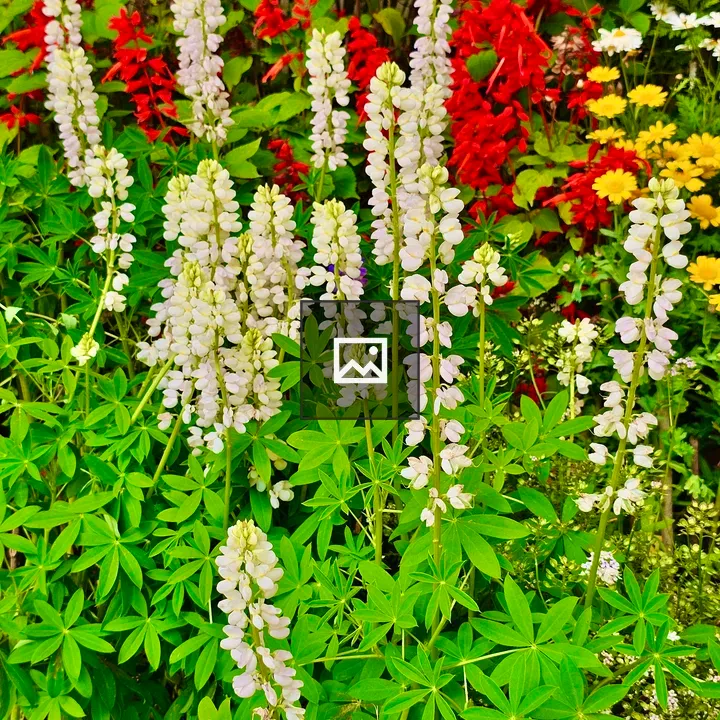 White Lupinus Flowers