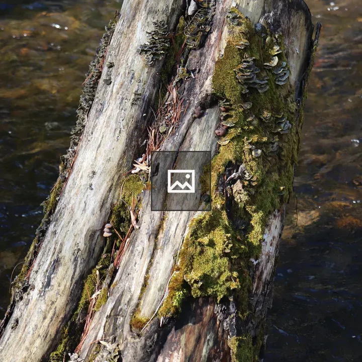 Mossy tree stump