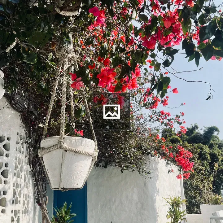 White textured planter with bougainvillea