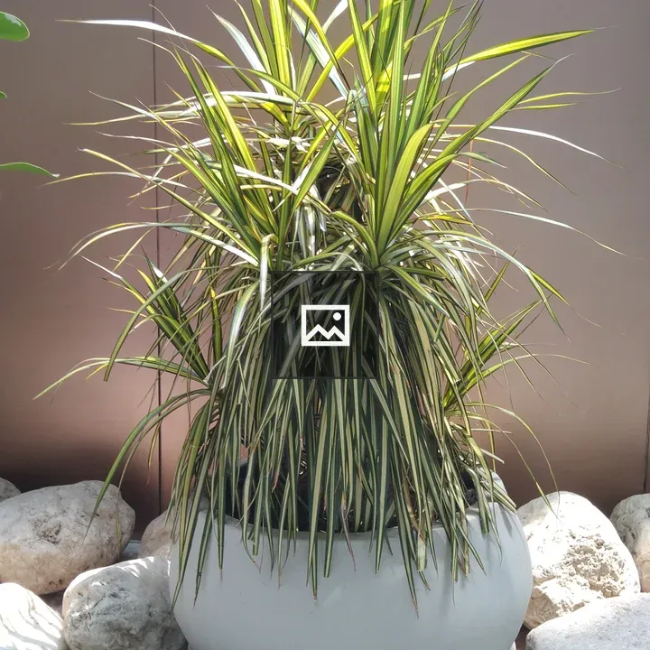 Potted spider plant in sunlight
