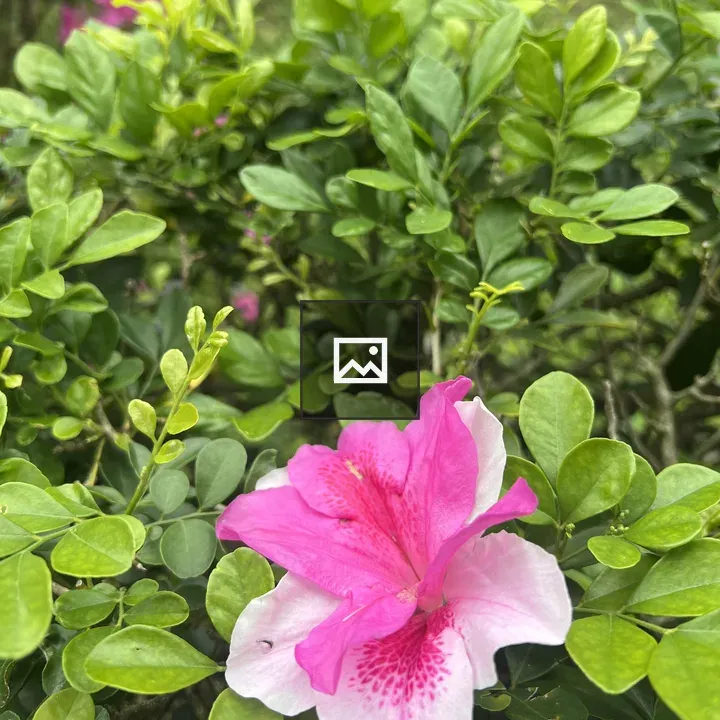 Pink and White Flower with Green Leaves