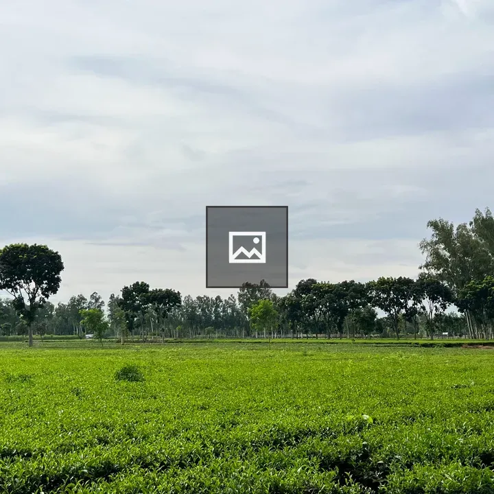 Tea tree garden rows