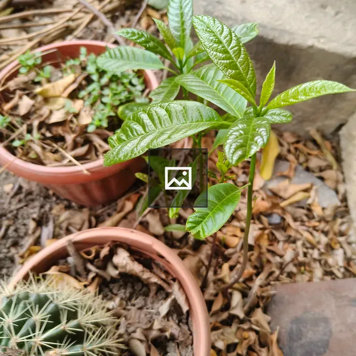 Young avocado plant in soil