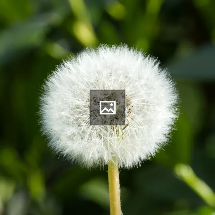 Dandelion Fruit Head