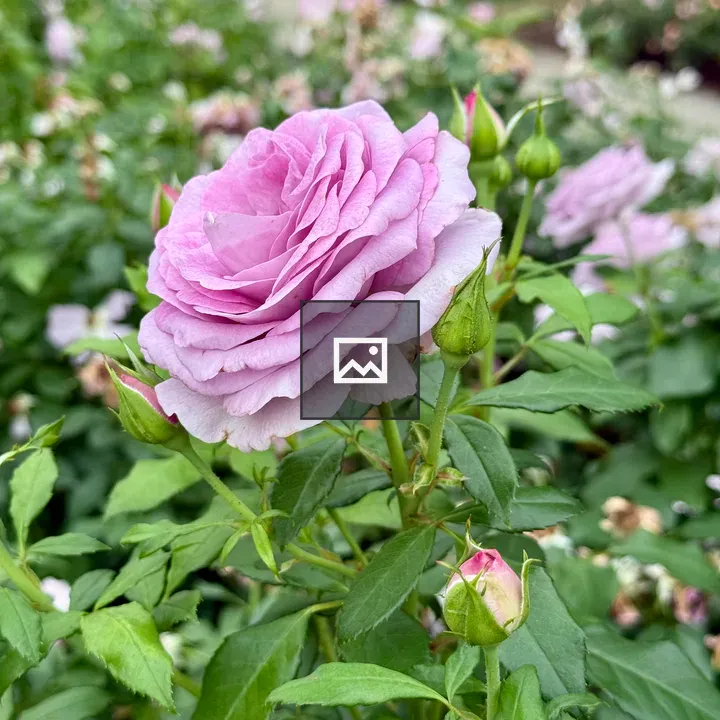 Purple rose with buds in garden