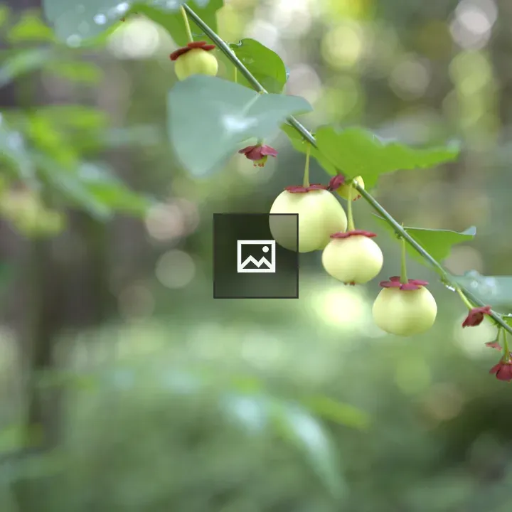 Branch with pale yellow‑green fruits