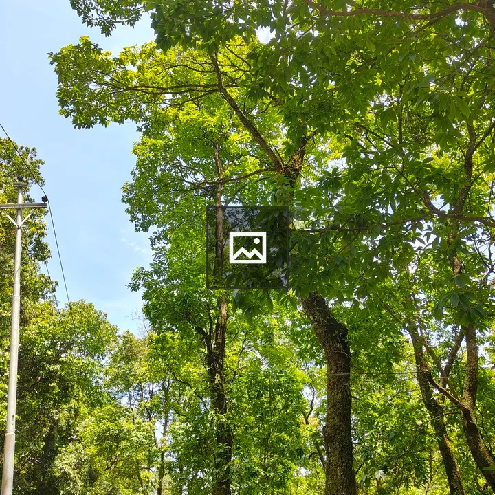 Forest scene with tall trees