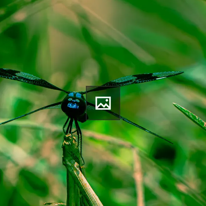 Dragonfly Close-Up Portrait
