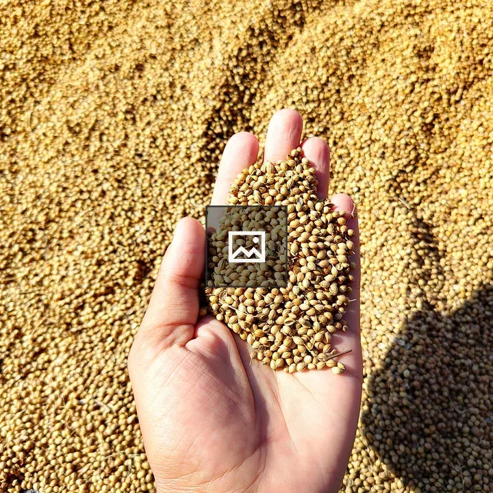 Handful of coriander seeds