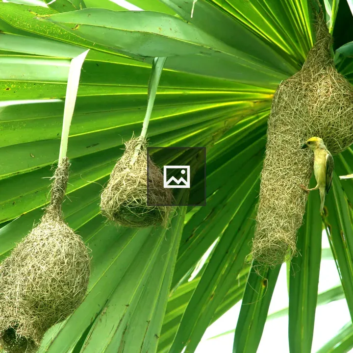 Yellow Baya Weaver in Palm Nest