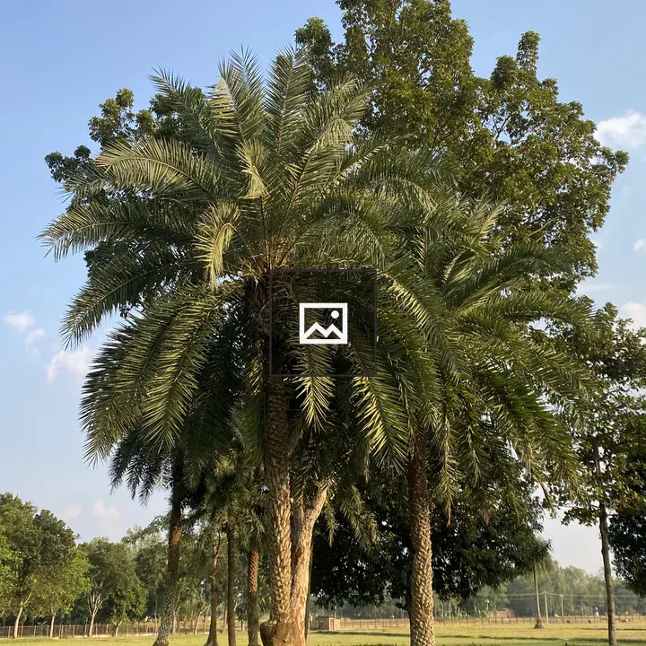 Palm Tree in Park