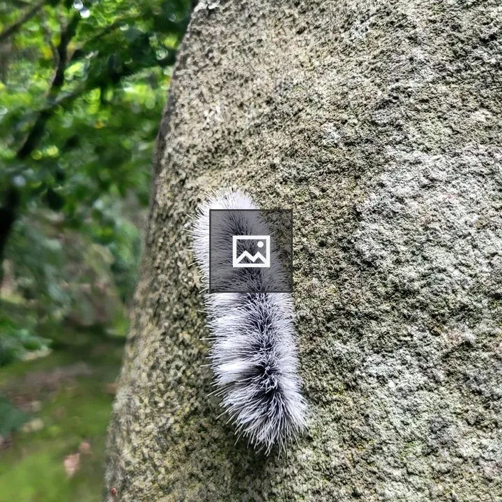 Close-up of a small fuzzy caterpillar