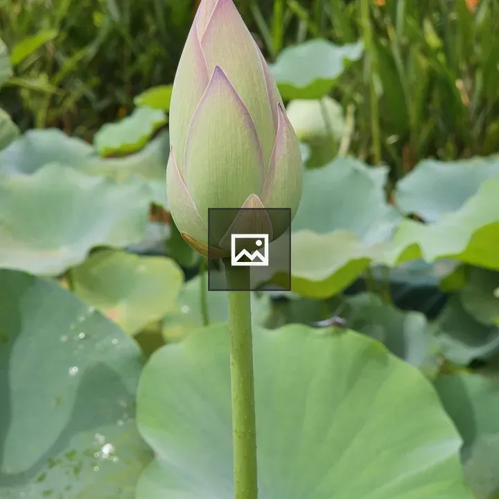 Lotus bud close-up