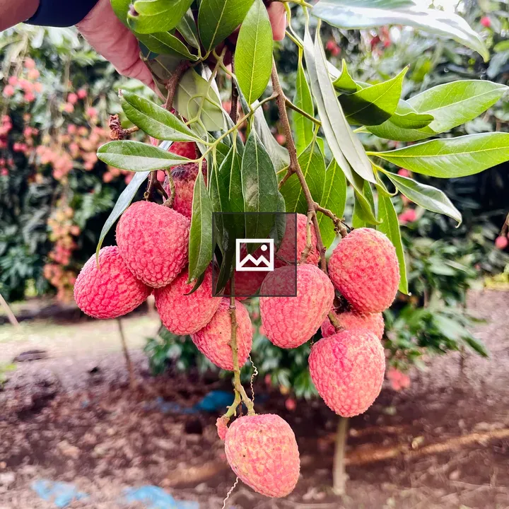 Lychee Branch with Ripening Fruits