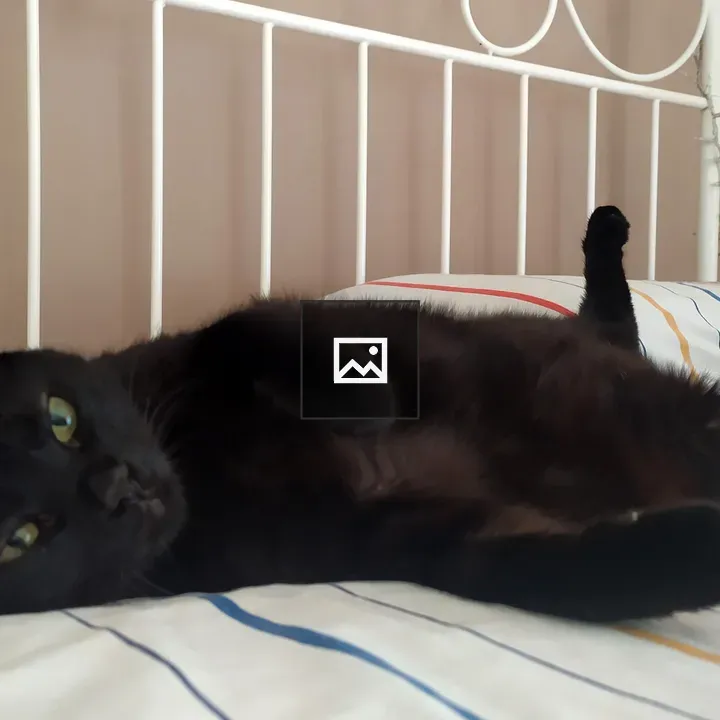 Black cat on bed