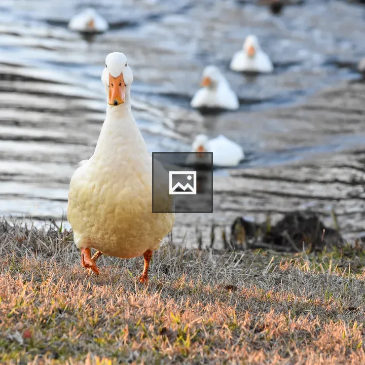 Duck on the bank