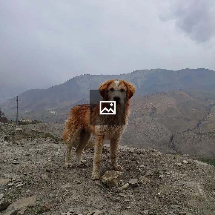 Golden-brown dog on rocky terrain