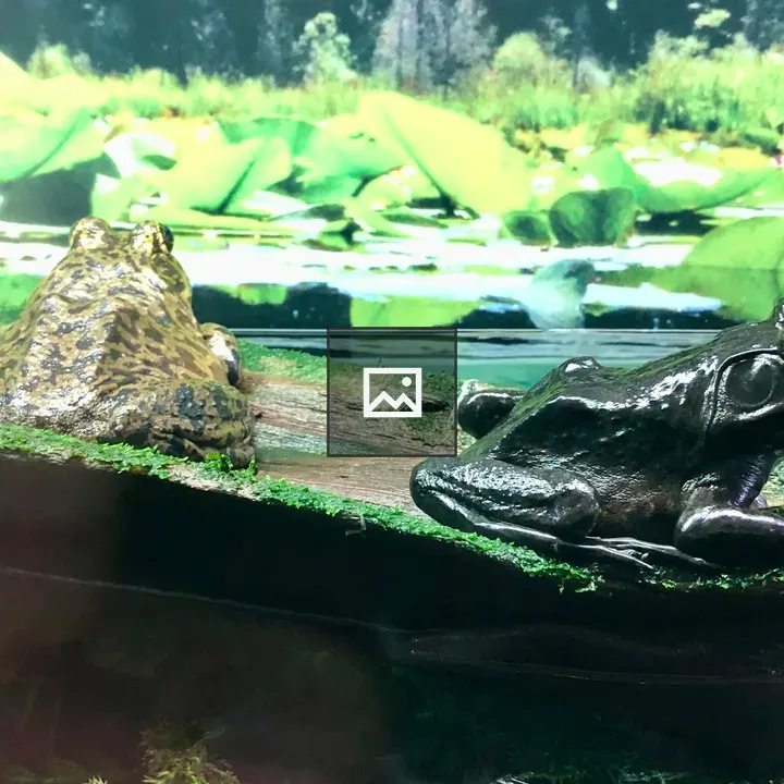 Two frogs in a pond