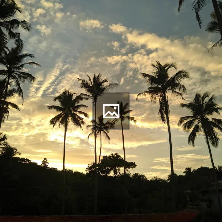 Palm silhouettes at dusk