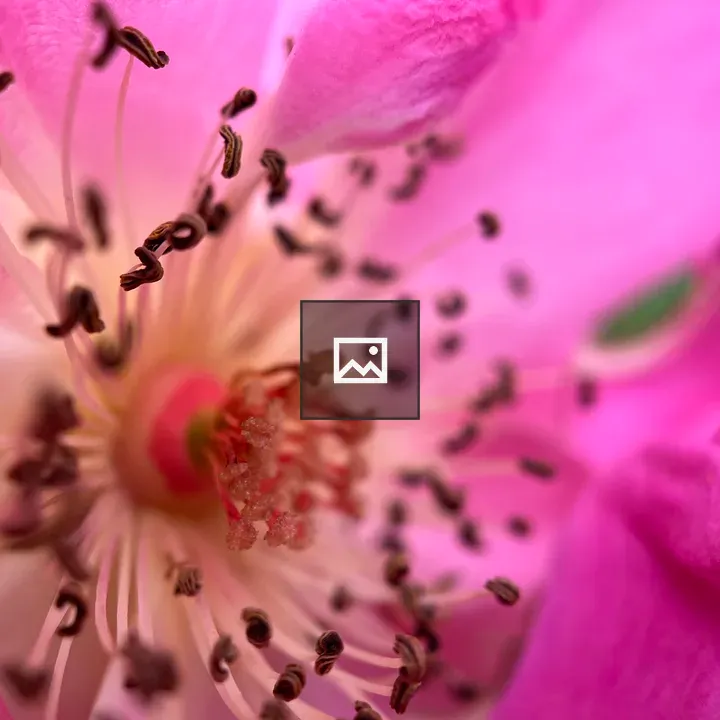 Wild rose macro
