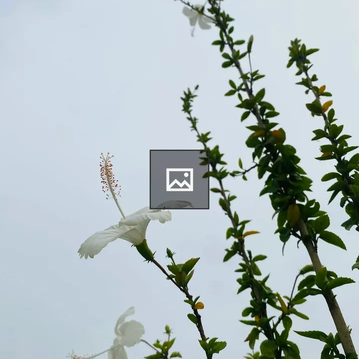 White flower on stem