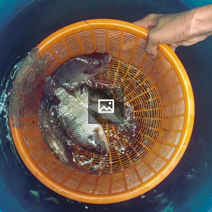 Fish in a Basket