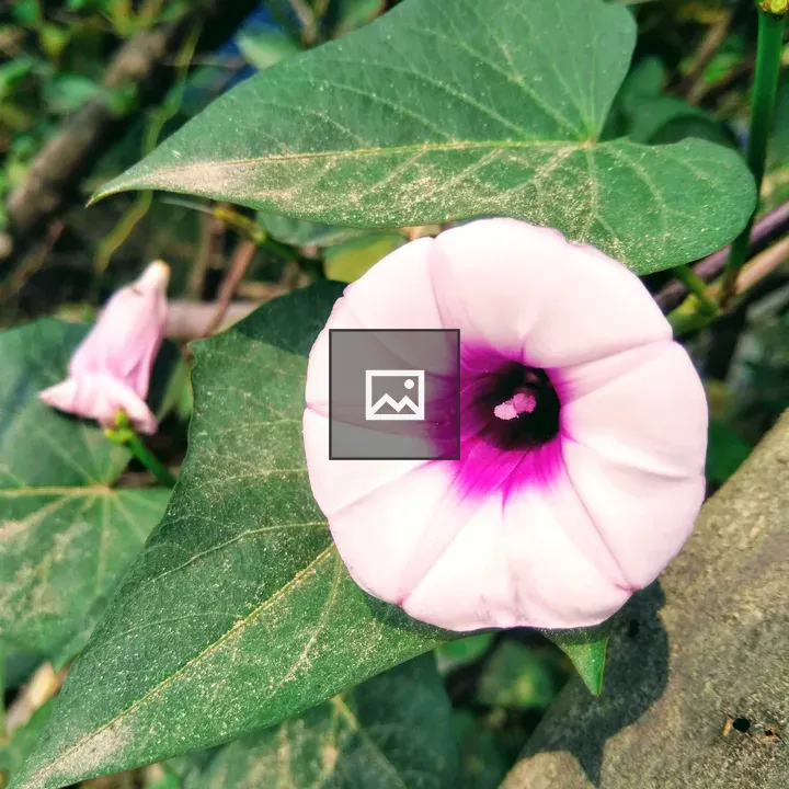 Flower in Grass
