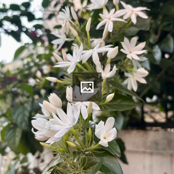 Jasmine Flower Close-up