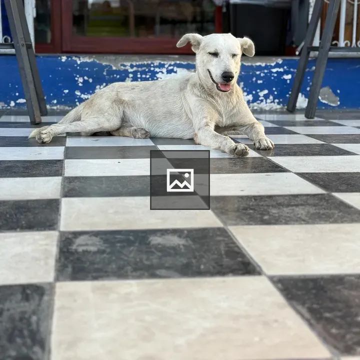 Dog on checkered floor outdoors