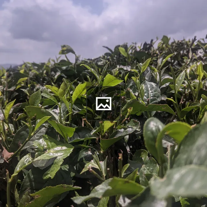 Tea Plant Closeup
