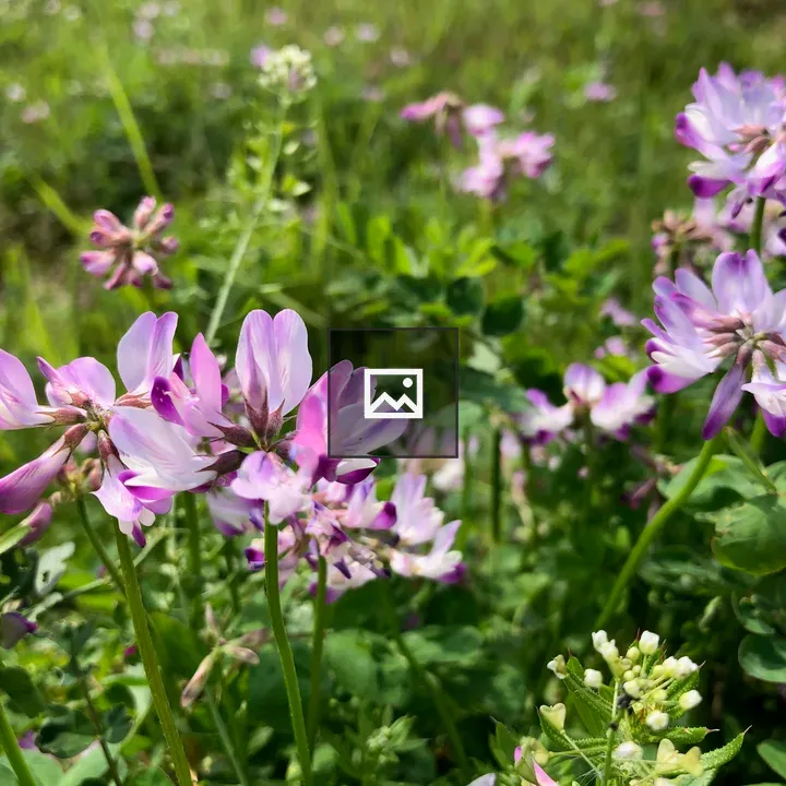 Close-up Pink Wildflowers in Meadow