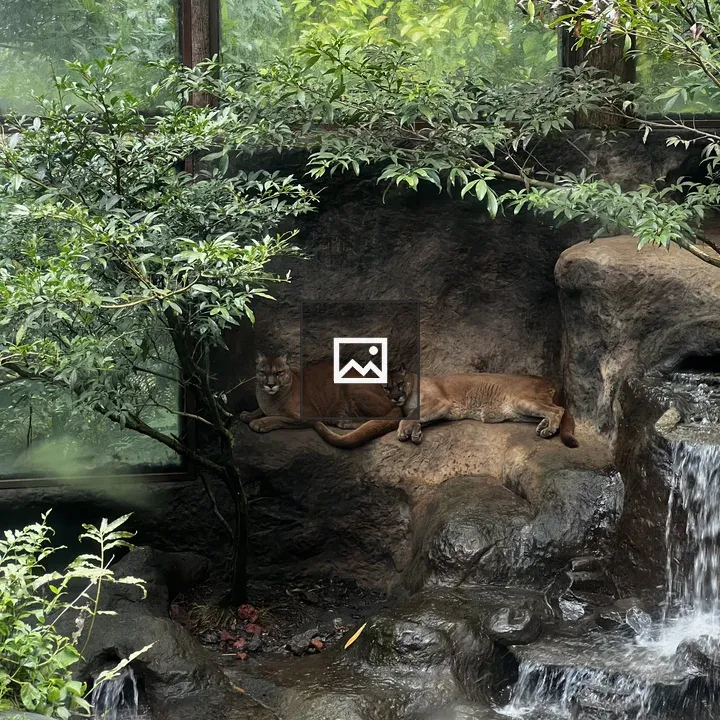 Pumas Resting on Rocky Ledge