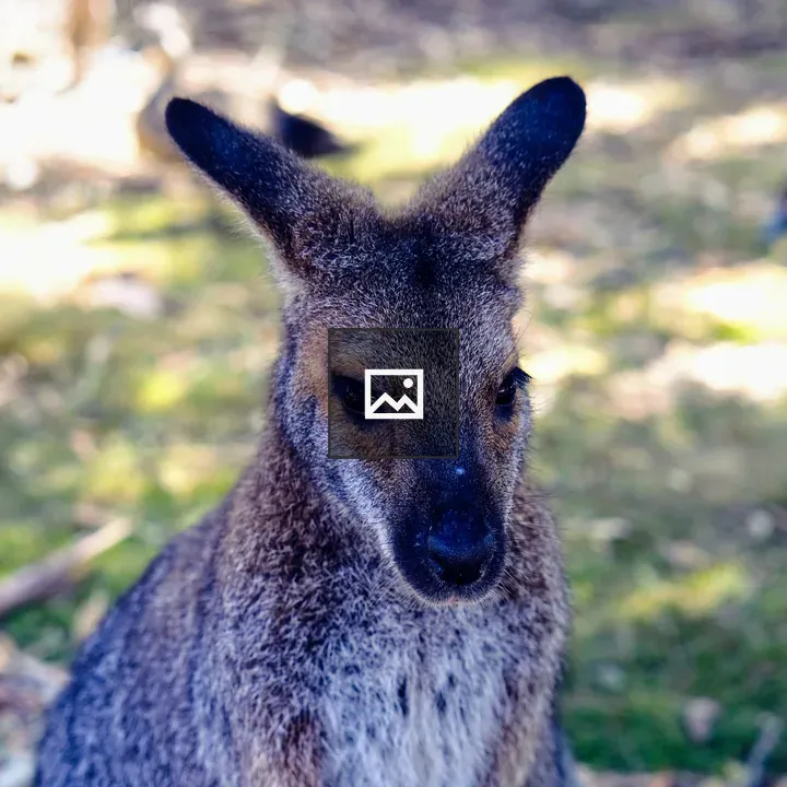 Wallaby in Frame