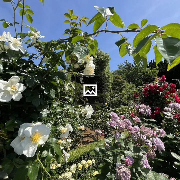 Blooming Garden with White and Pink Flowers