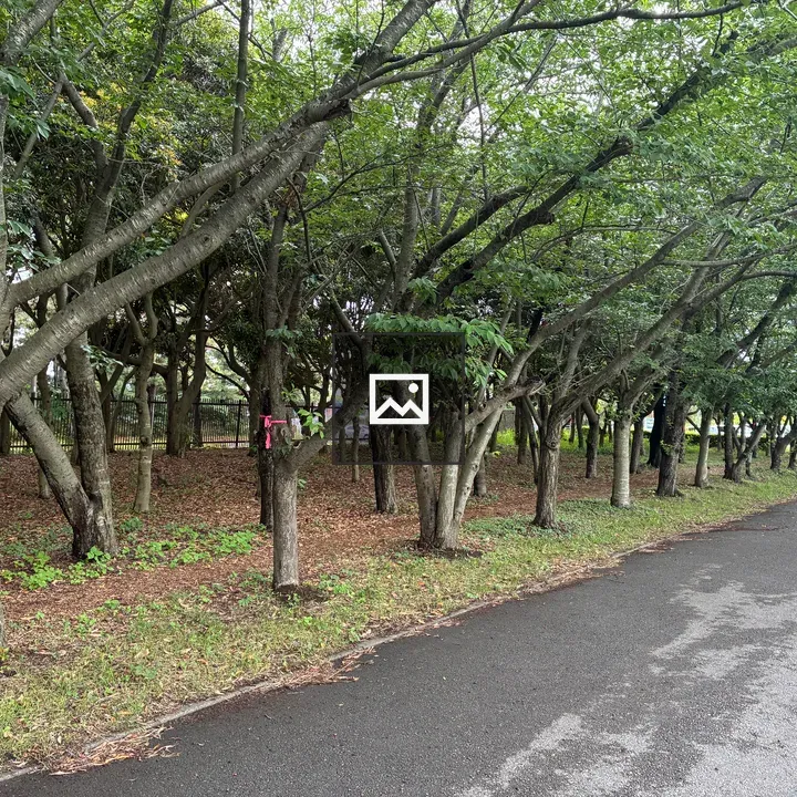Tree-lined path in Chiba Port Park