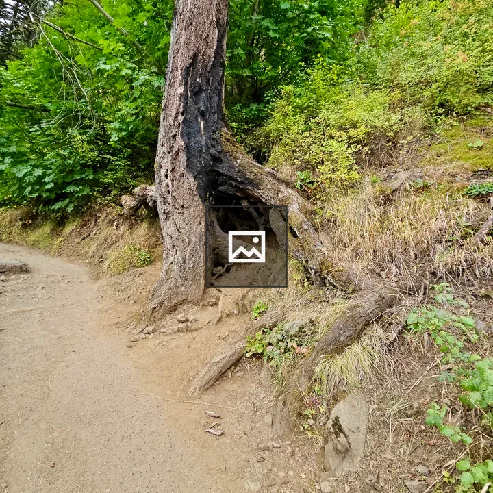 Burned tree with hollow roots beside trail