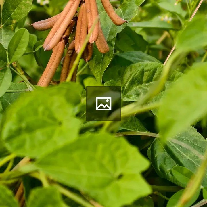 Seed pods among green leaves