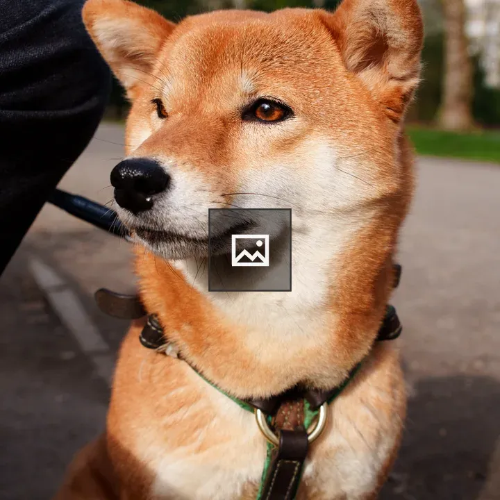 Portrait of a dog in a park
