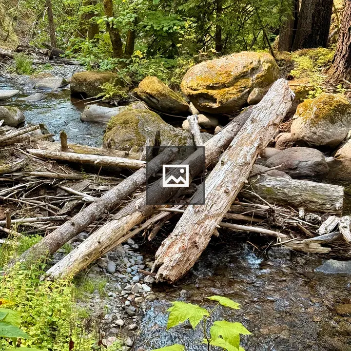 Logs Across a Forest Stream