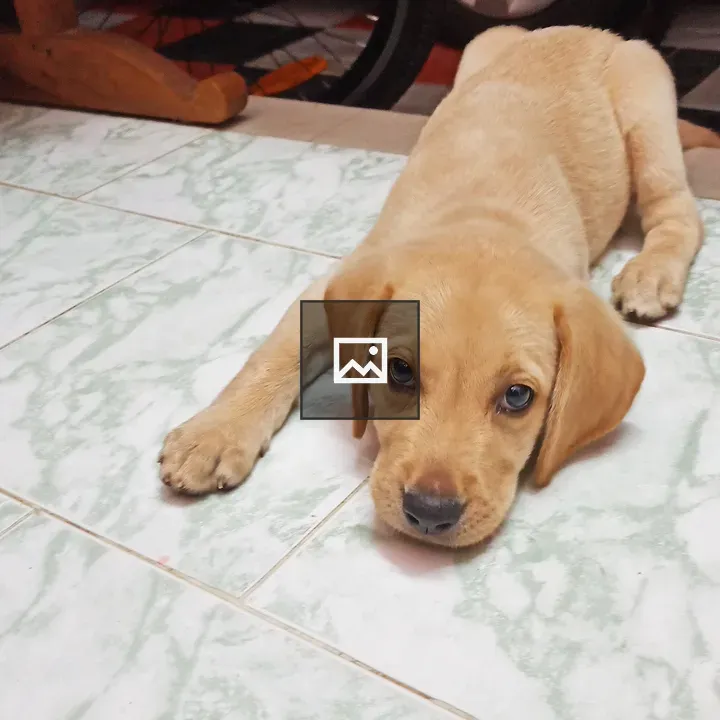 Yellow Labrador Puppy