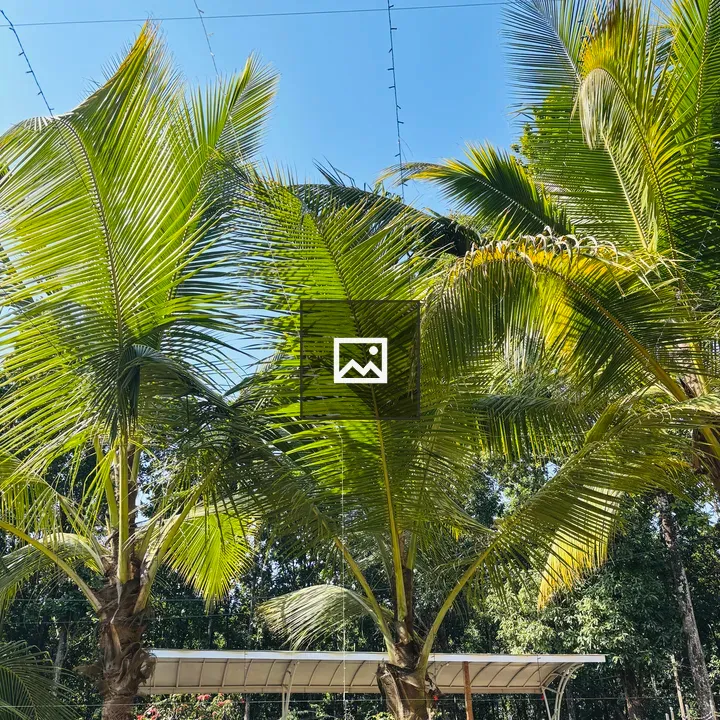 Tall palm trees against blue sky