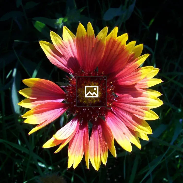 Broken flower in the sun
