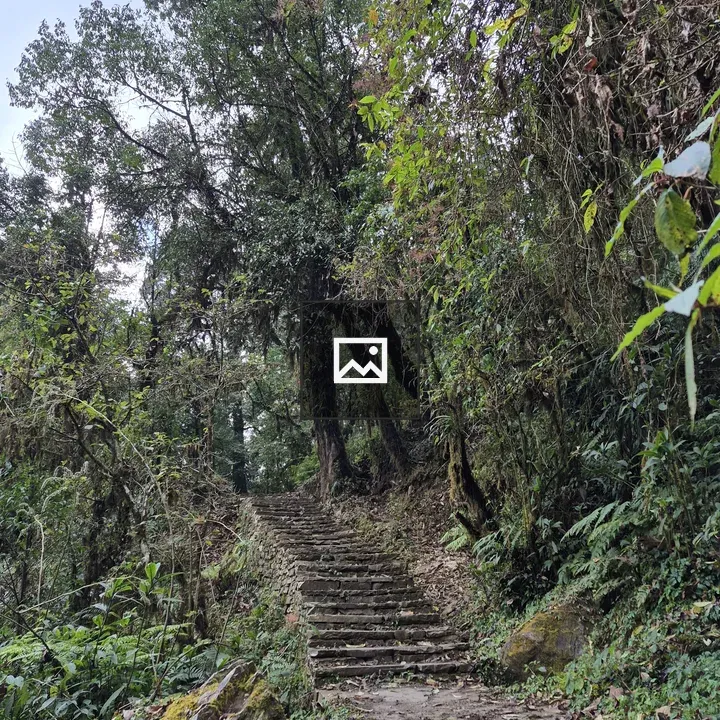 Winding Stone Staircase in Forest