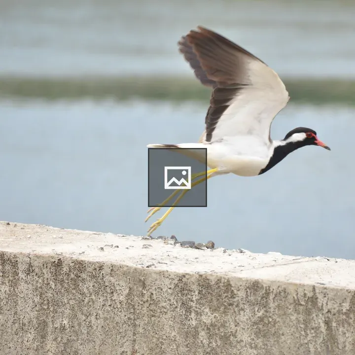 A flying bird