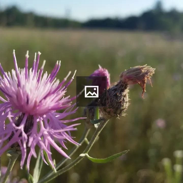 Thistle blossom at sunset